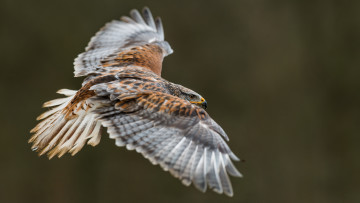 Картинка животные птицы+-+хищники птицы хищник полёт орёл золотой