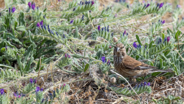 Картинка животные птицы птица окрас перья клюв