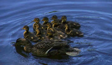 Картинка животные утки дети мама вода