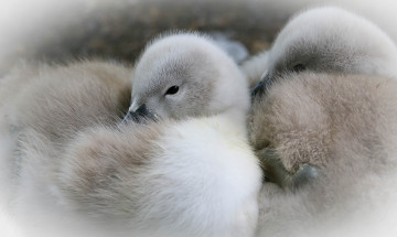 Картинка животные лебеди птица перья окрас лебедь