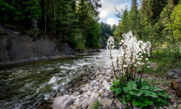 Картинка природа реки озера вода деревья цветы река