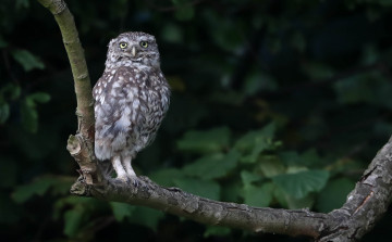 Картинка животные совы сова забавная птица перья