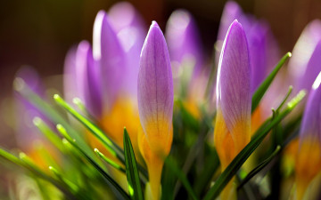 Картинка цветы крокусы первоцветы бутоны