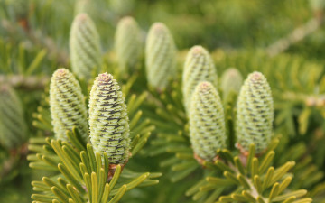 Картинка природа шишки +жёлуди +каштаны