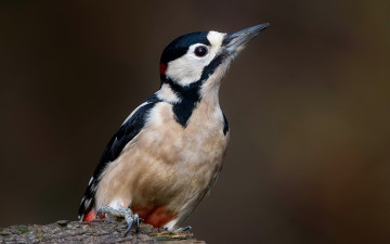 Картинка животные дятлы птицы дятел большой пёстрый dendrocopos major