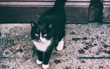 Картинка животные коты черно-белое фото