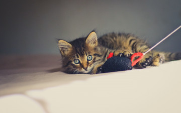 Картинка животные коты игрушка