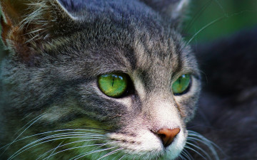 Картинка животные коты морда