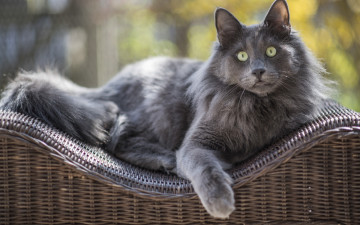 Картинка животные коты профиль