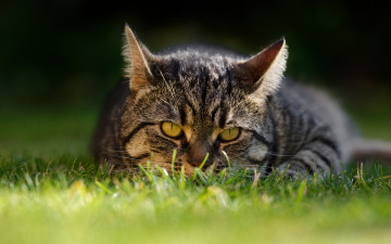 Картинка животные коты трава