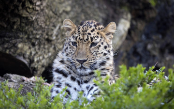 Картинка животные леопарды морда леопард большая кошка