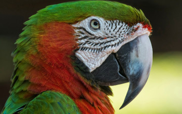 Картинка животные попугаи малый солдатский ара птицы попугай