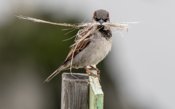 Картинка животные воробьи крупный план воробей птичка