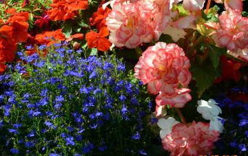 Картинка цветы разные+вместе лобелия бальзамин бегония
