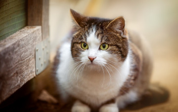 Картинка животные коты взгляд фон кошка