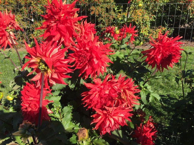 Обои картинки фото цветы, георгины, красный, куст