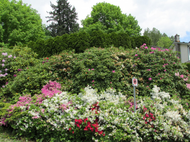 Обои картинки фото природа, парк, цветущие, кусты