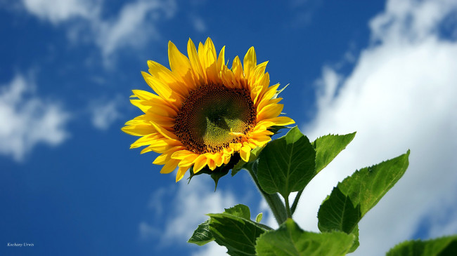 Обои картинки фото цветы, подсолнухи, небо, солнечный, цветок