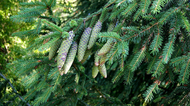 Обои картинки фото природа, шишки,  жёлуди,  каштаны, еловые, ветка