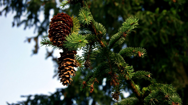 Обои картинки фото природа, шишки,  жёлуди,  каштаны, еловые