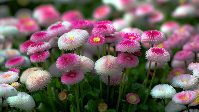 Обои картинки фото цветы, маргаритки, много, розовые, белые