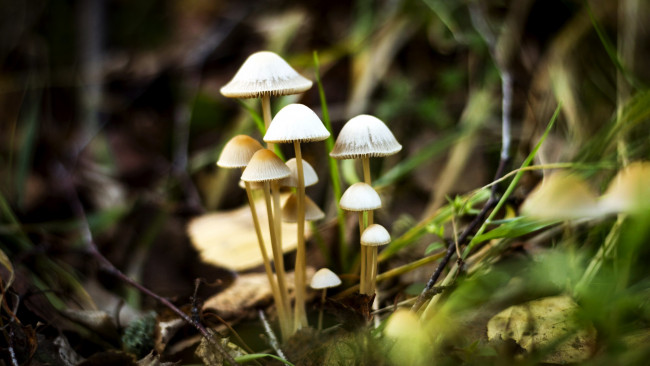 Обои картинки фото природа, грибы, семейка, грибная