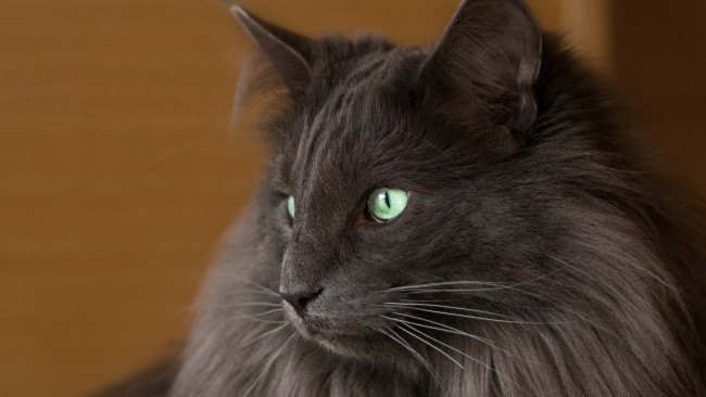 Обои картинки фото животные, коты, анфас