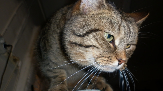 Обои картинки фото животные, коты, морда