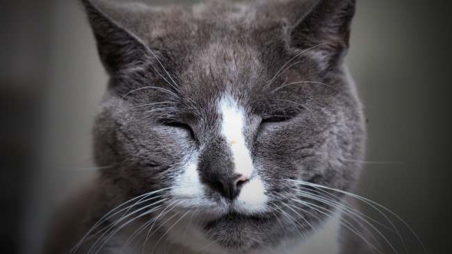 Обои картинки фото животные, коты, морда