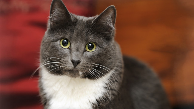 Обои картинки фото животные, коты, морда