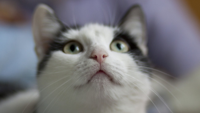 Обои картинки фото животные, коты, морда