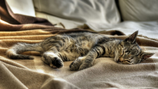 Обои картинки фото животные, коты, отдых