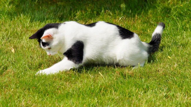 Обои картинки фото животные, коты, трава