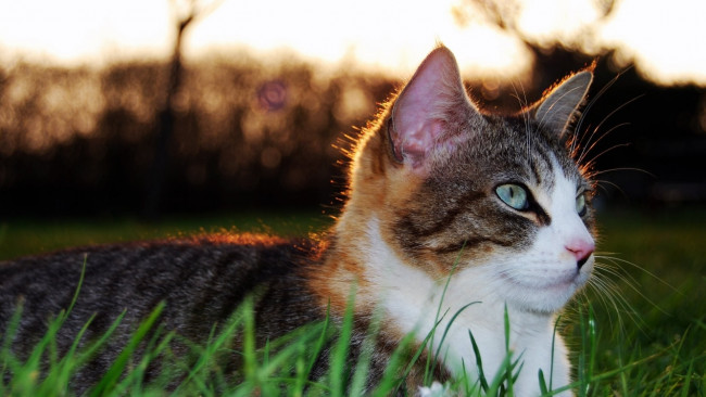 Обои картинки фото животные, коты, трава