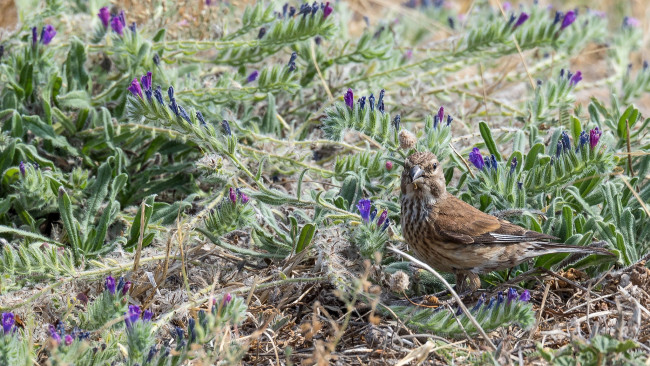 Обои картинки фото животные, птицы, птица, окрас, перья, клюв