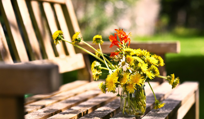 Обои картинки фото цветы, одуванчики, лето, банка