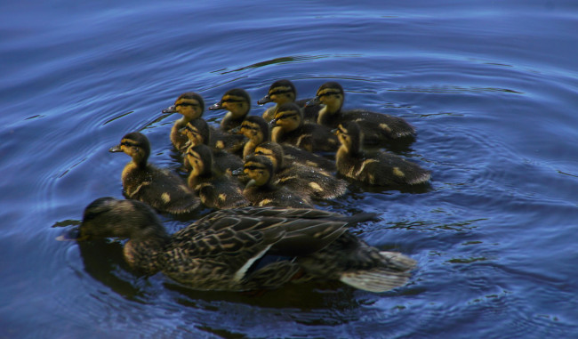 Обои картинки фото животные, утки, дети, мама, вода