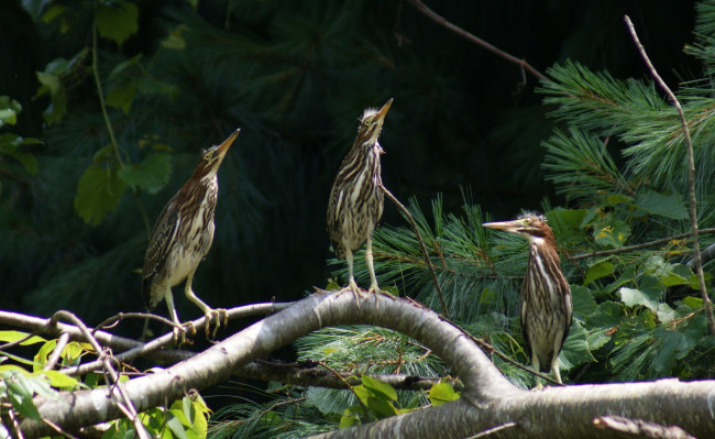 Обои картинки фото выпи, животные, птицы, клюв, перья, окрас, птица