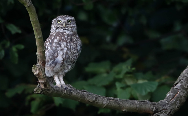 Обои картинки фото животные, совы, сова, забавная, птица, перья