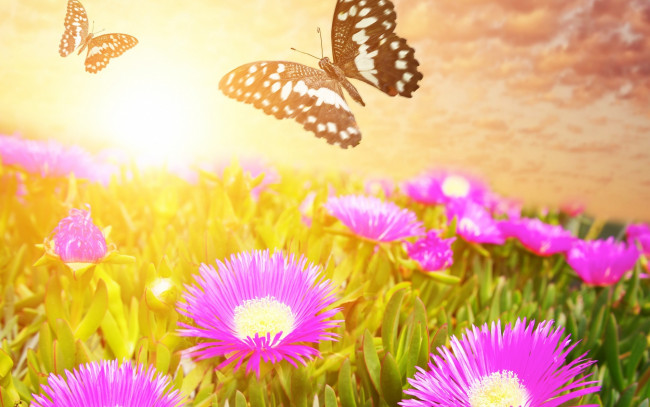 Обои картинки фото разное, компьютерный дизайн, луг, цветы, бабочки