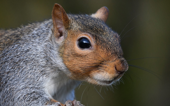 Обои картинки фото животные, белки, мордочка, белка, грызун