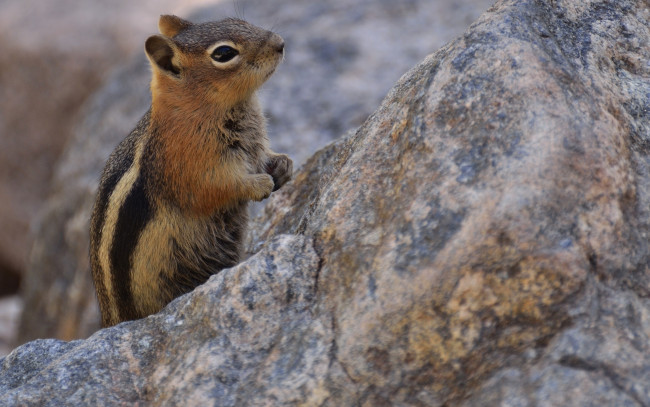 Обои картинки фото животные, бурундуки, грызун, стойка, боке, бурундук