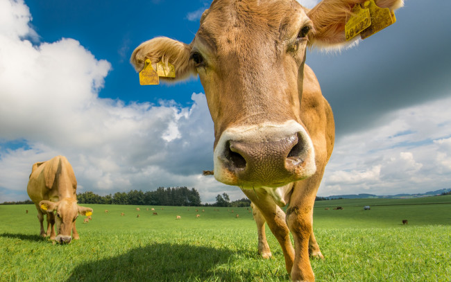 Обои картинки фото животные, коровы,  буйволы, лето, пастбище, луг