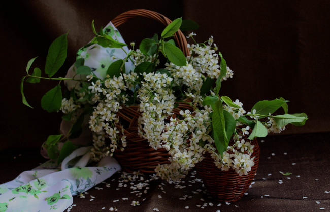 Обои картинки фото цветы, Черемуха, натюрморт, черемуха, корзина, весна, букет