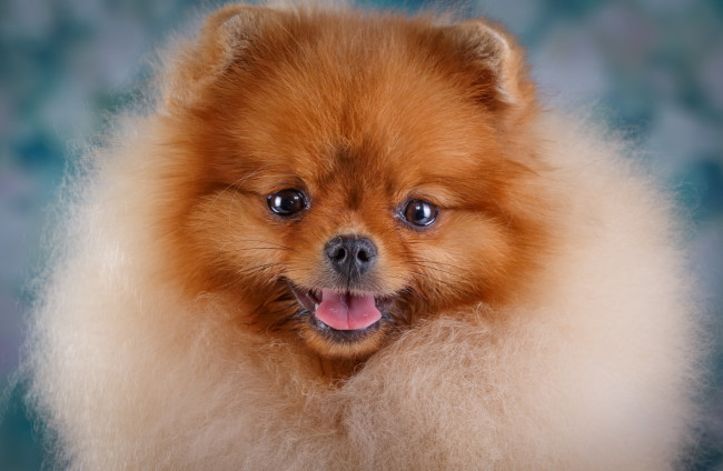 Обои картинки фото животные, собаки, морда