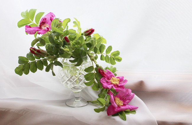 Обои картинки фото цветы, шиповник, лето, натюрморт