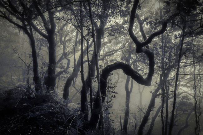 Обои картинки фото природа, лес, туман, деревья