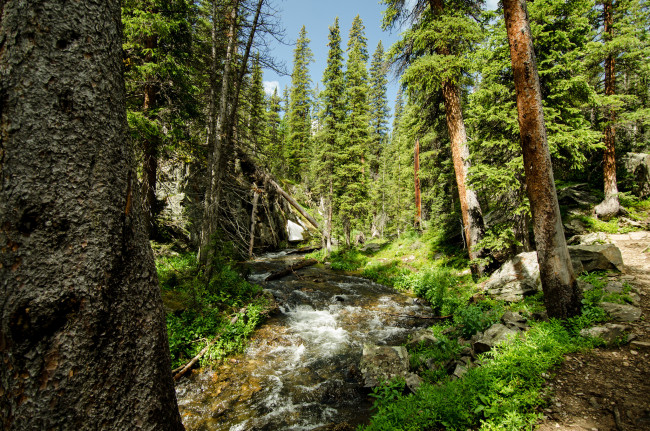 Обои картинки фото природа, реки, озера, река, лес