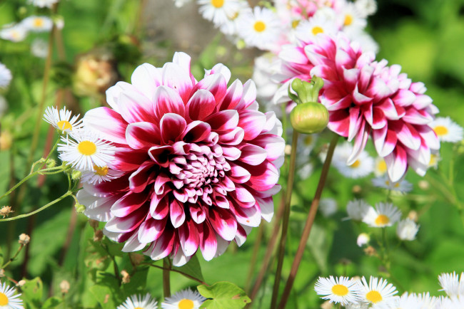 Обои картинки фото цветы, георгины, лепестки, георгин, цветение, бутоны