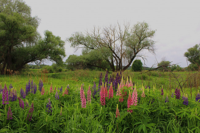 Обои картинки фото цветы, люпин, лето, люпины, пейзаж, природа